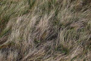 Wild Grass in Pasture photo