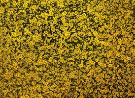 Close-Up of Golden Patterned Surface with Oblong Shapes and Circles photo