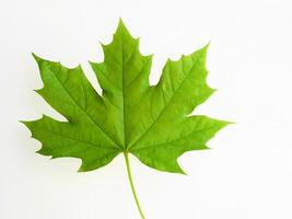 Green Leaf Branch Isolated on White Background photo