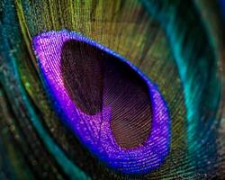 Close-Up of Vibrant Peacock Feather Ideal for Pattern Design photo