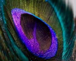 Close-Up of Vibrant Peacock Feather Ideal for Pattern Design photo