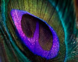 Close-Up of Vibrant Peacock Feather Ideal for Pattern Design photo