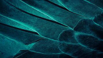 Close-Up of Blue Feather on Pigeon, Texture and Background photo