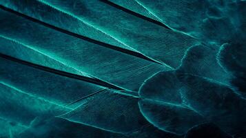 Close-Up of Blue Feather on Pigeon, Texture and Background photo