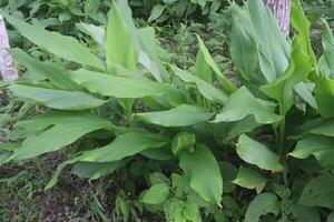turmeric plant on pot in farm photo