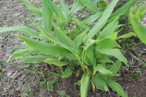 turmeric plant on pot in farm photo