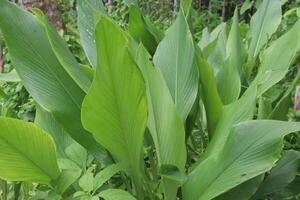 turmeric plant on pot in farm photo