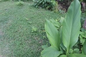 turmeric plant on pot in farm photo