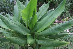 turmeric plant on pot in farm photo