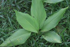 turmeric plant on pot in farm photo