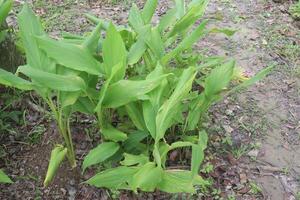 turmeric plant on pot in farm photo