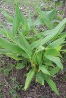turmeric plant on pot in farm photo