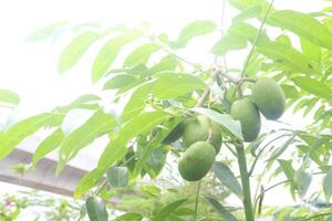 Spondias mombin on tree in nursery photo