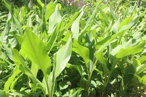 turmeric plant on pot in farm photo