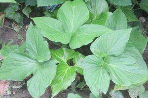 Typhonium trilobatum also called Bengal Arum plant photo