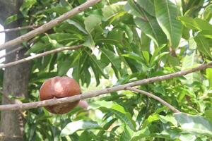 Pouteria caimito fruit on tree in farm photo