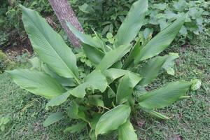 turmeric plant on pot in farm photo