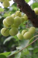 Phyllanthus acidus on tree in farm photo