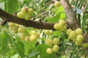 Phyllanthus acidus on tree in farm photo