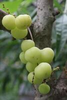 Phyllanthus acidus on tree in farm photo