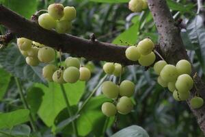 Phyllanthus acidus on tree in farm photo