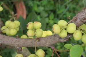 Phyllanthus acidus on tree in farm photo