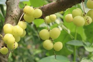 Phyllanthus acidus on tree in farm photo