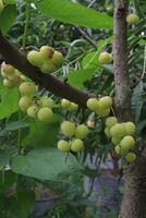 Phyllanthus acidus on tree in farm photo