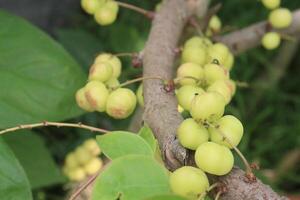 Phyllanthus acidus on tree in farm photo
