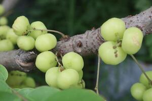 Phyllanthus acidus on tree in farm photo