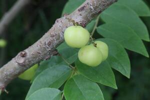 Phyllanthus acidus on tree in farm photo