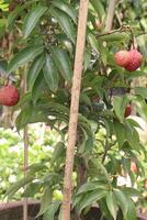 lychee plant on farm for sell photo
