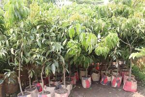 lychee plant on farm for sell photo