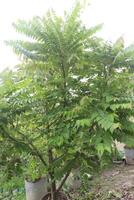 Phyllanthus acidus tree plant on pot photo
