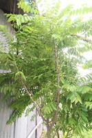 Phyllanthus acidus tree plant on pot photo