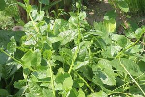 Malabar spinach on farm for harvesting photo