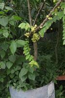 Phyllanthus acidus on tree in farm photo