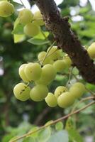 Phyllanthus acidus on tree in farm photo