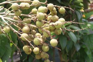 Longan fruit on tree in farm photo