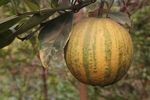 Variegated Malta orange fruit on tree in farm photo