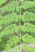 Moringa on tree in farm for harvest photo