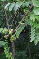 Phyllanthus acidus on tree in farm photo
