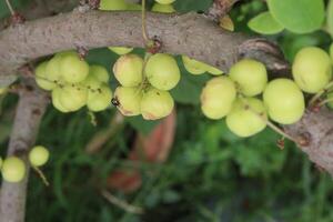 Phyllanthus acidus on tree in farm photo