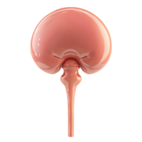 Human Bladder A 3D Anatomical Illustration png