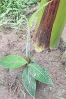 banana seedling on farm for sell photo