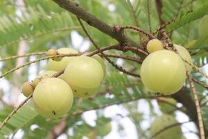 Amla gooseberry on tree in farm photo