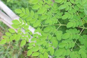 Moringa on tree in farm for harvest photo
