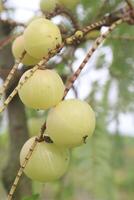 Amla gooseberry on tree in farm photo