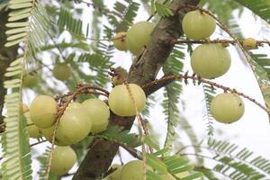 Amla gooseberry on tree in farm photo