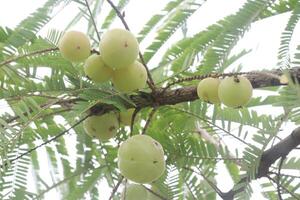 Amla gooseberry on tree in farm photo